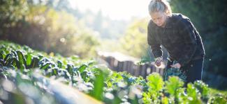 ubc farm